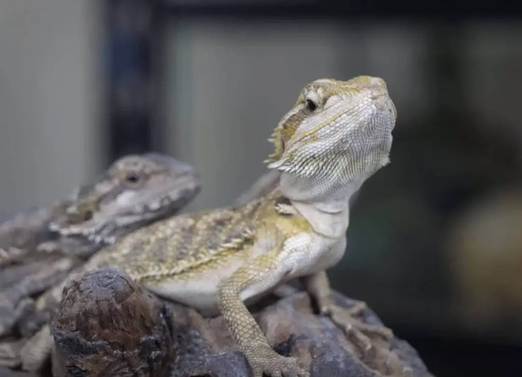 Bearded Dragon Male And Female Difference