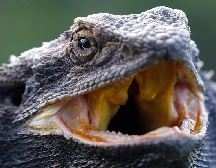 Bearded Dragon Open Mouth Basking