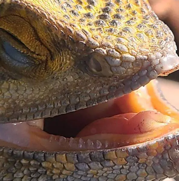 Bearded Dragon Opening And Closing Mouth