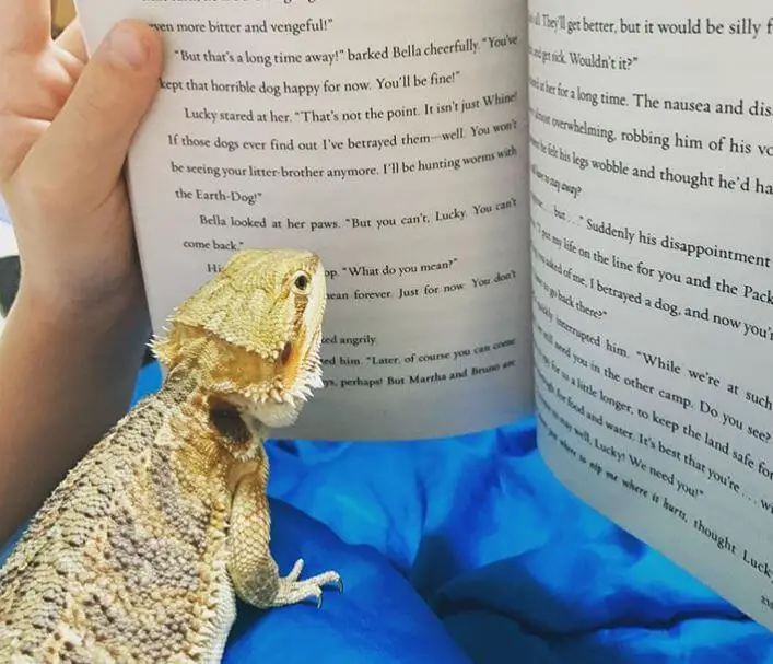 Best Bearded Dragon Book