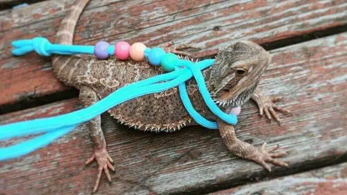 Best Bearded Dragon Leash Best Bearded Dragon Leash