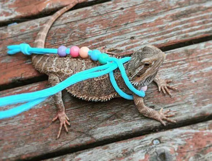 Best Bearded Dragon Leash And Harness Reviews In 2021 Top 7 - Baby Bearded Dragon Leash Diy