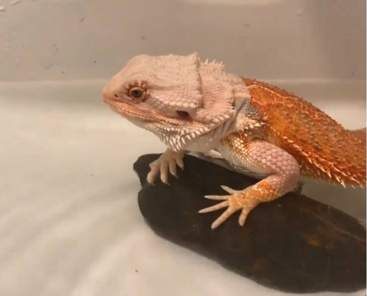 Can Bearded Dragons Go Underwater