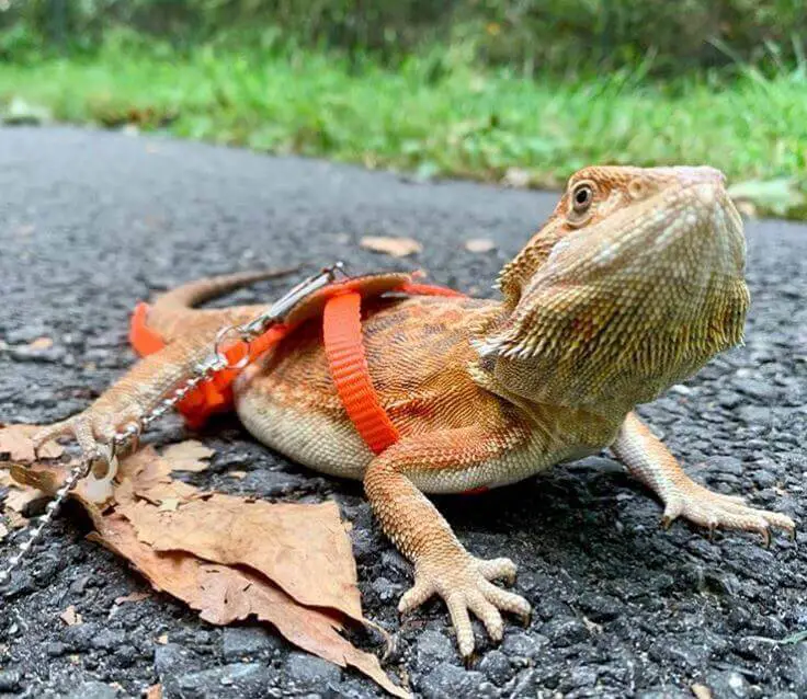 Harness For Bearded Dragon