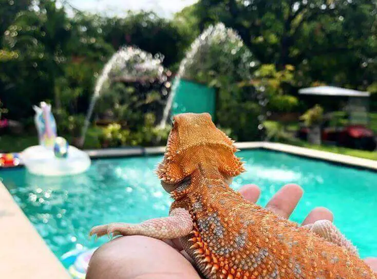 How Long Can A Bearded Dragon Go Without Water
