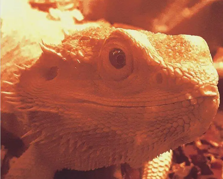 How Long Can a Bearded Dragon Go Without Heat