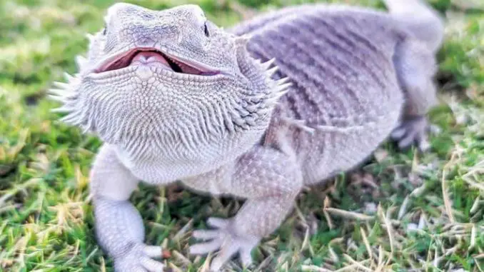 How To Properly Pick Up a Bearded Dragon How To Properly Pick Up a Bearded Dragon