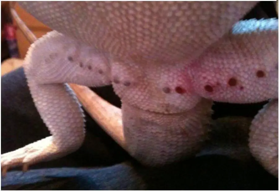 Male Bearded Dragons Femoral Pores