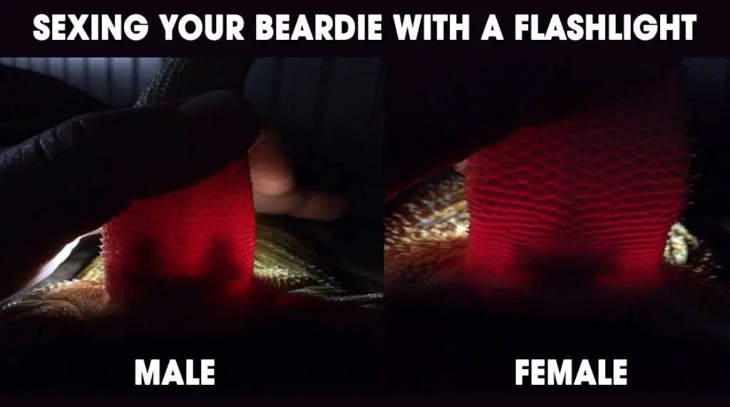 Male Vs Female Bearded Dragon Flashlight