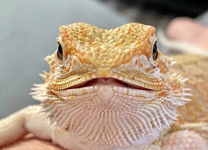 beardie head