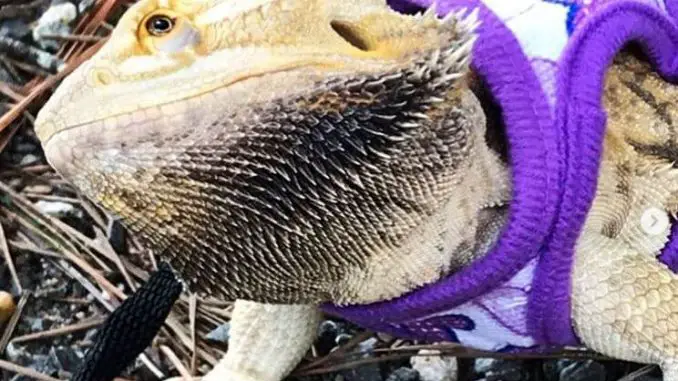 Why Is My Bearded Dragon S Beard Black Complete Guide