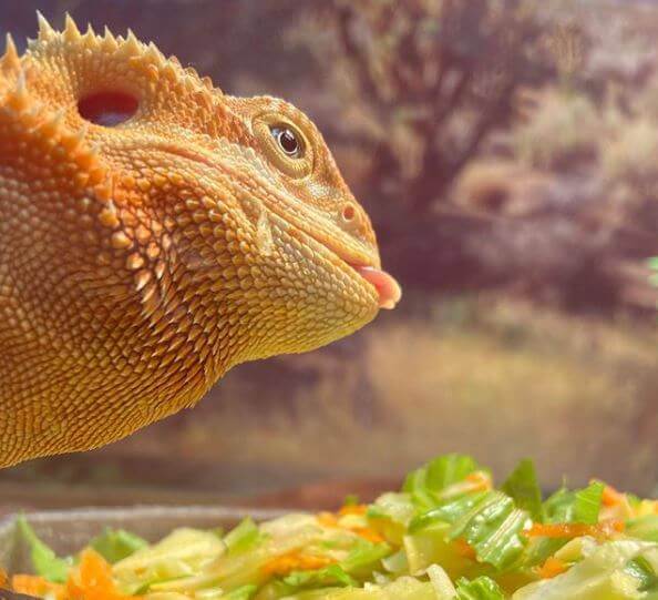 bearded dragon care guide