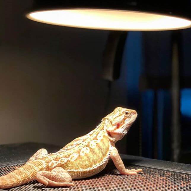 bearded dragon go without heat