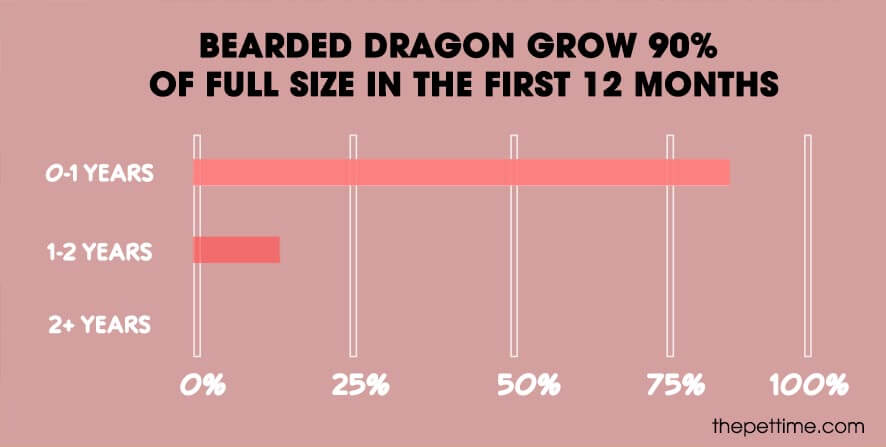 bearded dragon size chart