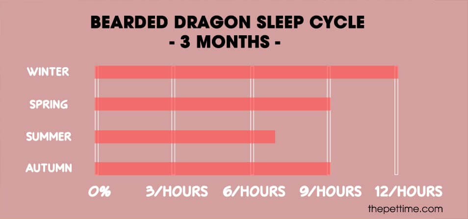 bearded dragon sleep schedule