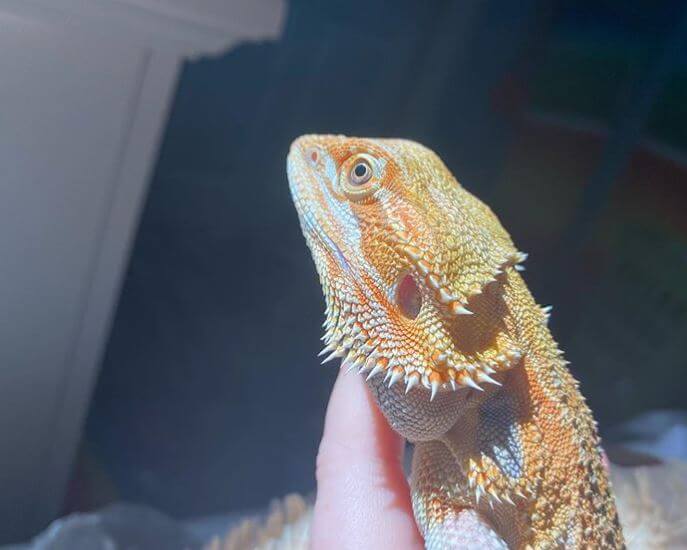 bearded dragon without heat lamp