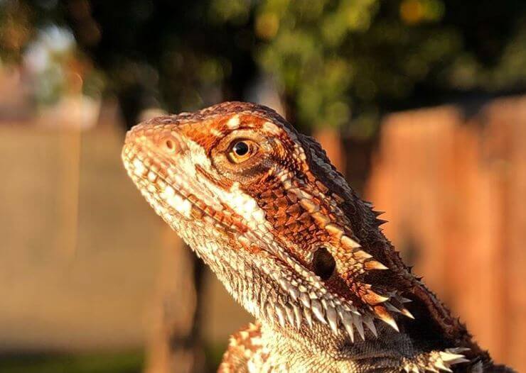 can a bearded dragon go a day without a heat lamp