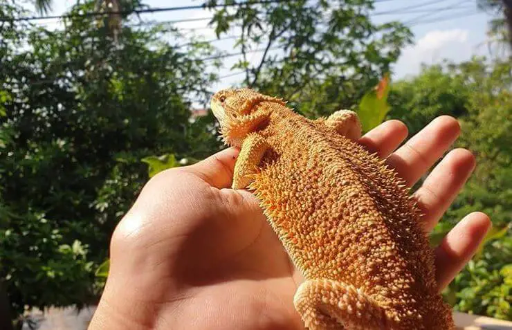 can bearded dragons go into heat
