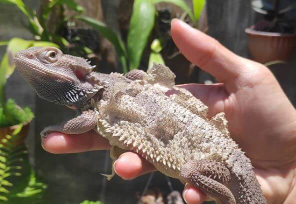 can bearded dragons go without heat