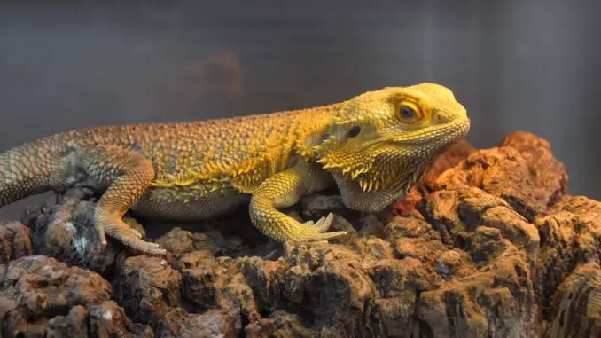 how big can a bearded dragon get how big can a bearded dragon get