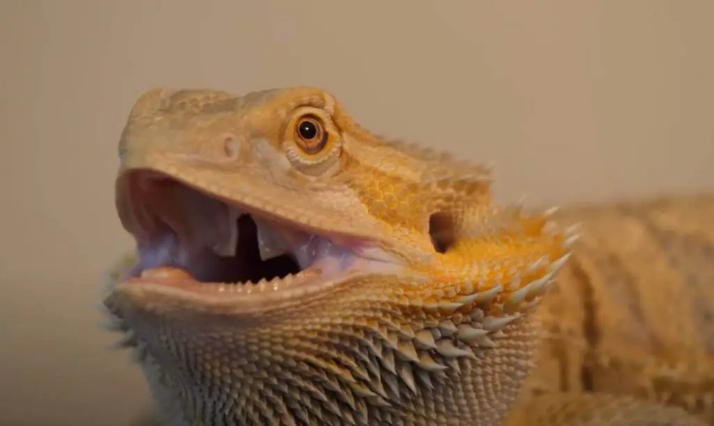 why does my bearded dragon keep hissing at me