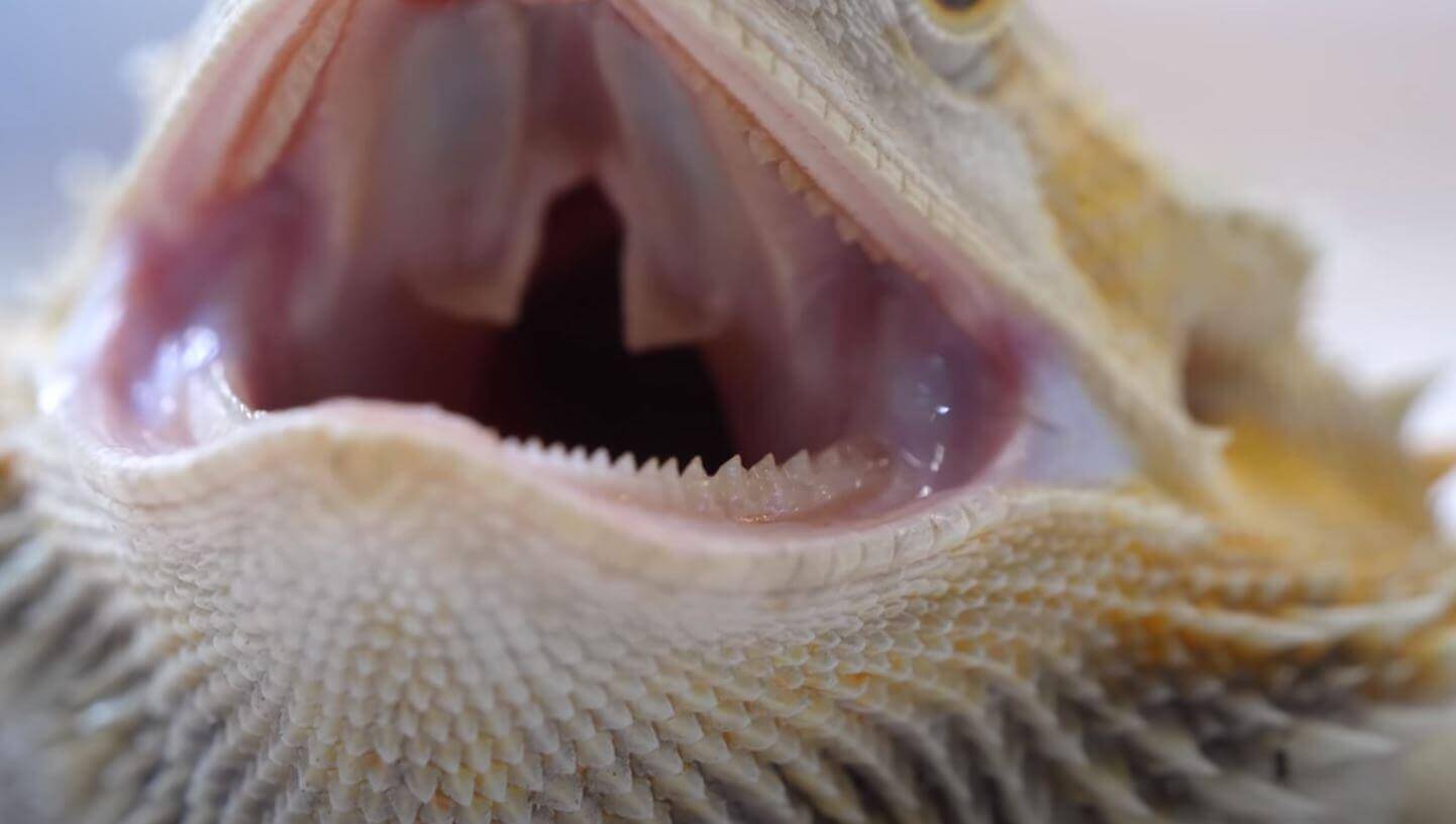 Why Is My Bearded Dragon Hissing At Me