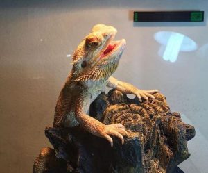 Bearded Dragon Breathing Heavy