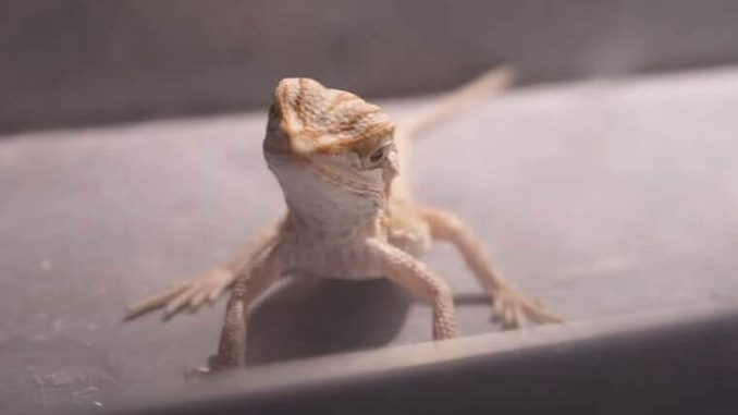 Why Is My Bearded Dragon Breathing Heavy?