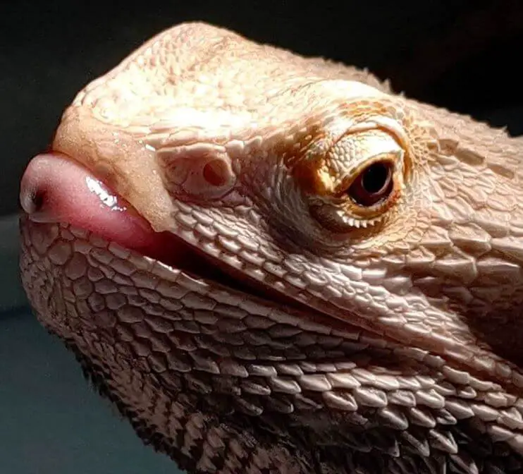 Bearded Dragon Breathing Heavy And Opening Mouth
