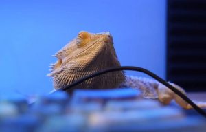 Bearded Dragon Closing Eyes When Stroked