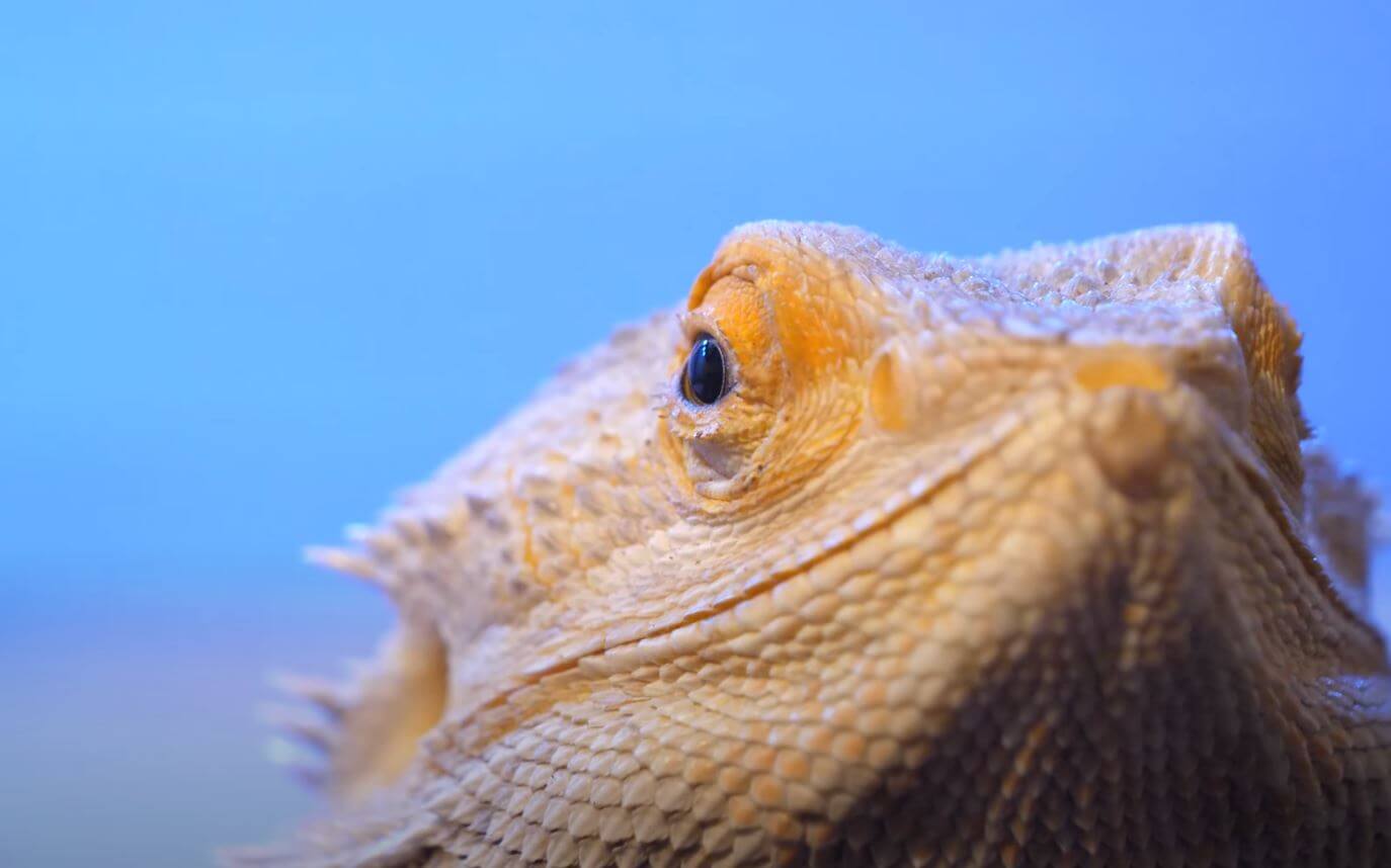 Bearded Dragon Closing Eyes a Lot