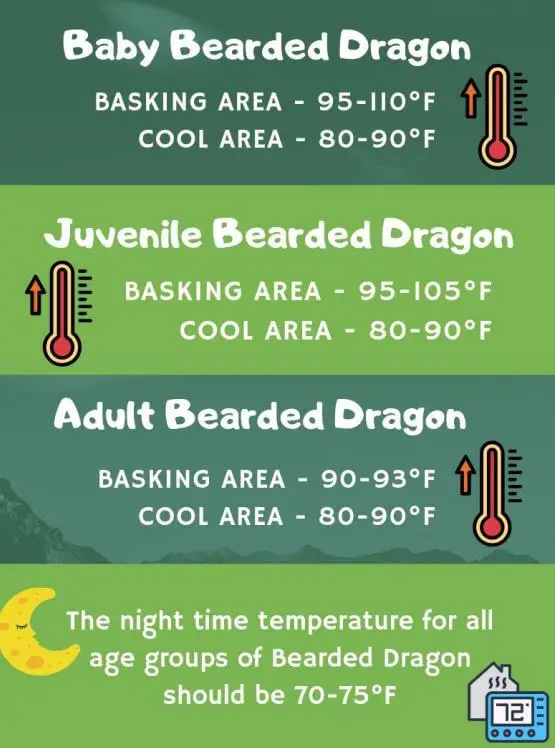 Bearded Dragon Temperature At Night