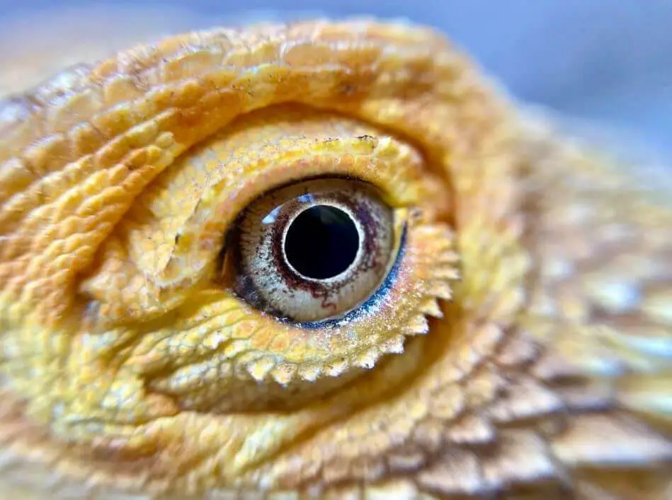 Bearded Dragon eyes open not moving