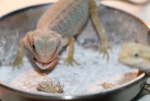 Best Calcium Powder For Bearded Dragons