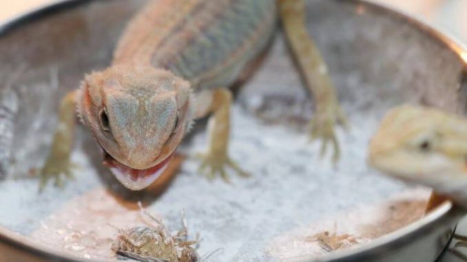 Best Calcium Powder For Bearded Dragons
