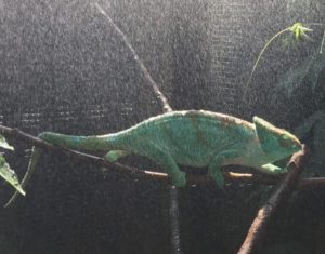 Best Misting System For Chameleons