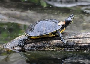 Best Turtle Basking Platform