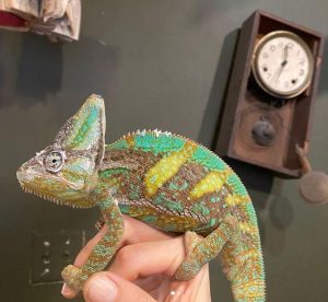 How long are chameleons tongues