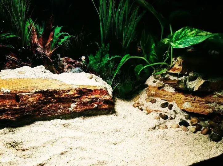 Good Plants For Turtle Tank