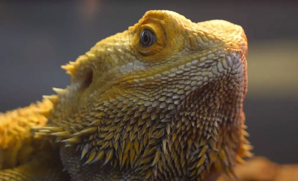 How To Tell If Your Bearded Dragon Is Happy