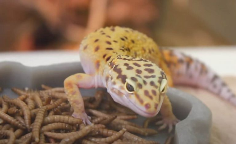 Fat leopard gecko
