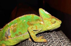 How big do chameleons get
