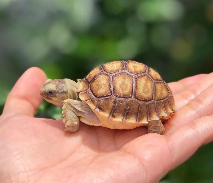 Baby Sulcata Tortoise Uvb Light