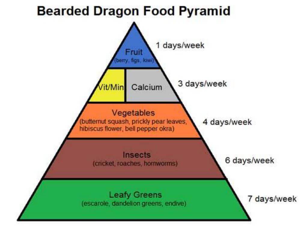 Bearded Dragon Food Pyramid