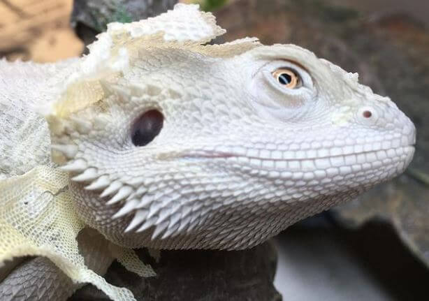 Bearded Dragon Turned White And Died