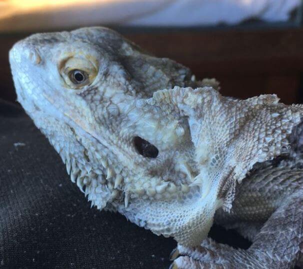 Bearded Dragon White