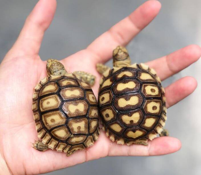 Best Food For Baby Sulcata Tortoise