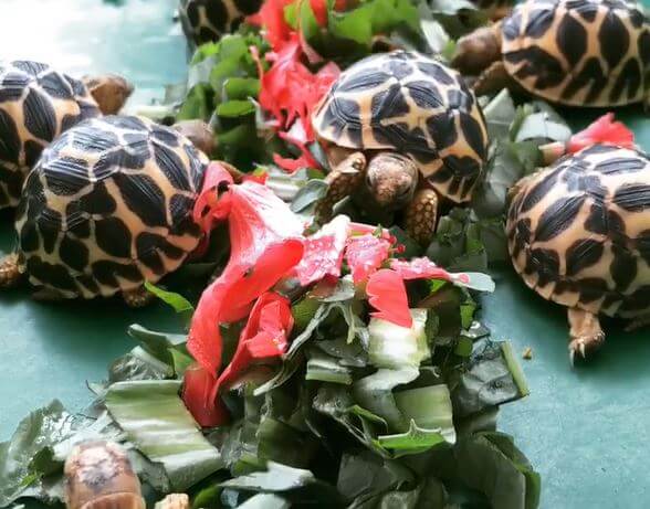 Best Food For Baby Tortoise