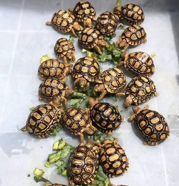 Best Food For Star Tortoise