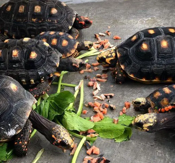 Best Food For Tortoise